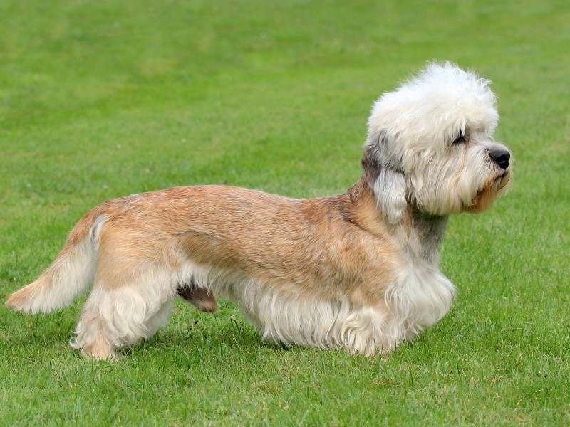 Dandie Dinmont Terrier